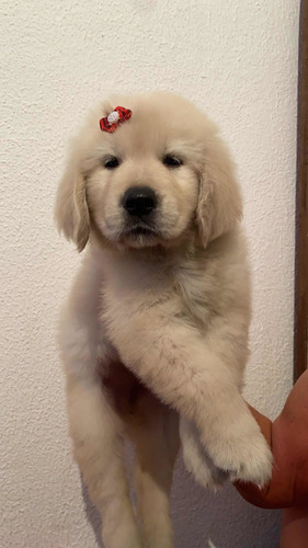 Imagem 3 de 5 de Golden Retriever
