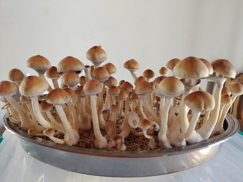 Micelio Hongos Magicos , Pink Thai Buffalo