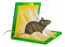 Comprar 4 Trampas Pega Rata Ratones Insecto Pericote Abhesivo Fuerte