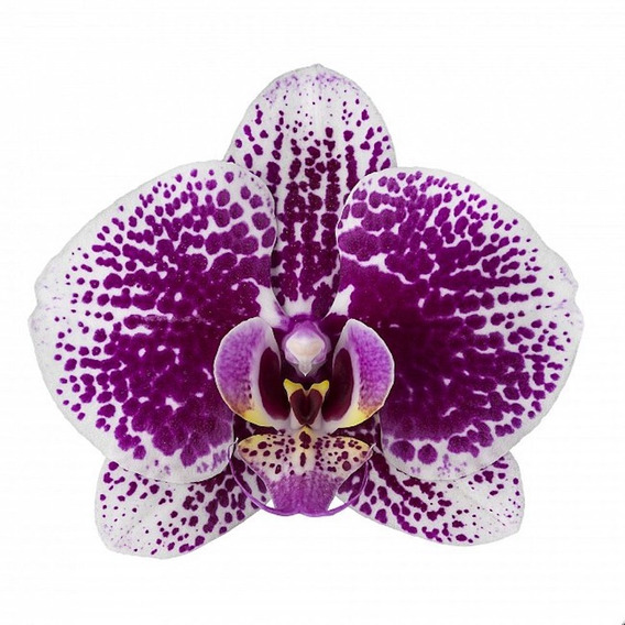 Orquideas Phalaenopsis Negra | MercadoLibre 📦
