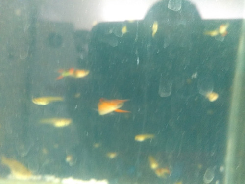 Peces Endlers.