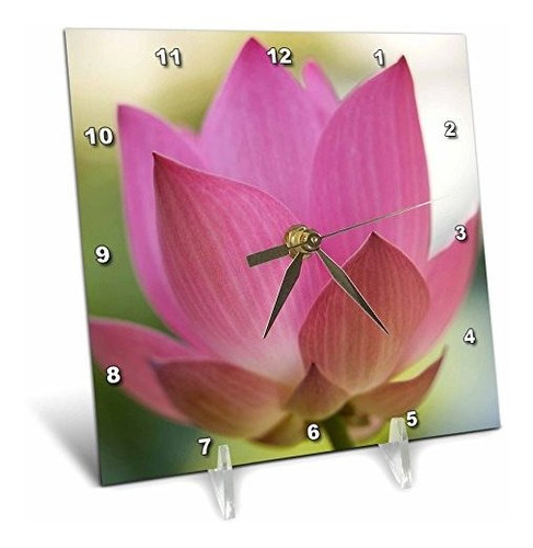 3drose Dc 72124 1 Bloom Of Lotus Flower, Bangkok, Tailandia-