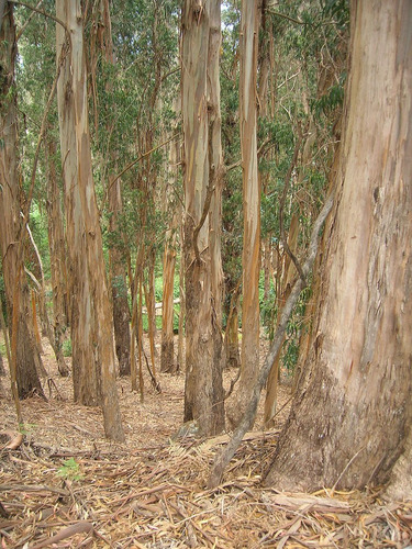 Imagem 2 de 10 de 200 Sementes Eucalipto Azul Eucalyptus Globulus