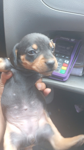 Salchichas Cachorros Hermosos Puros Para Su Familia 