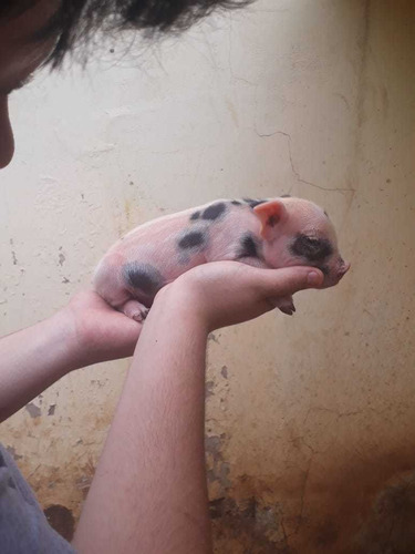 Mini Pig Micro Porco