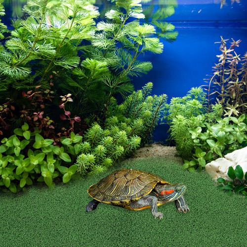 Plataforma De Escalada Para Tortugas, Césped, Tortuga, Repti