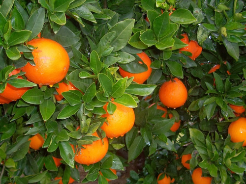 Naranjos, Mandarinos En Variedad! Envios A Todo El Pais!!!
