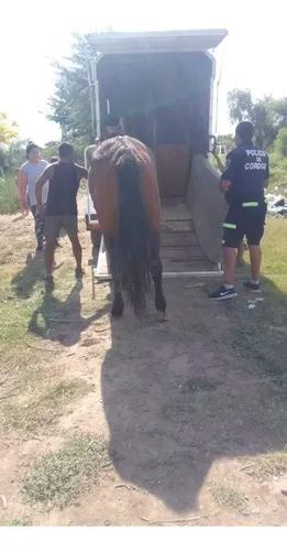 Acoplado Trailer Cerrado Full 2 Caballos Batan Piso Goma