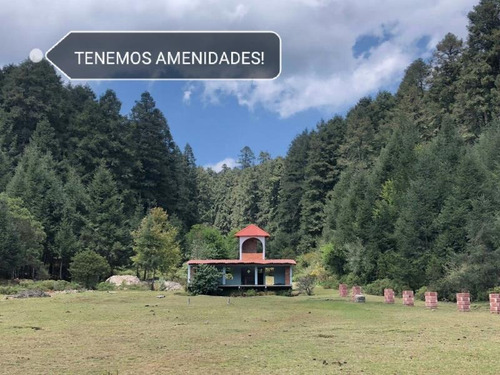 Imagen 6 de 11 de Terreno En Venta Espectacular Bosque Para Su Cabaña!