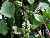 Espinaca China, Malabar,, Basella