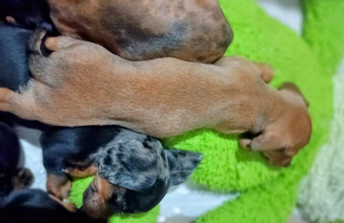 Cachorros Arlequin Roja Salchicha Dachshund Mini Belleza !!! Arlequin Roja