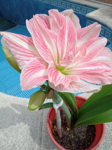 Bulbo Amaryllis Exotico Pretty Nymph. Caba. Envíos