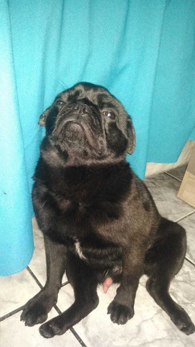 Imagem 1 de 5 de Pug