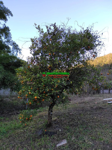 Imagem 4 de 12 de Chácara Em Marmelópolis- Mg - 2085