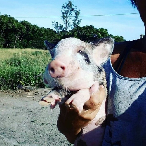 Mini Pig / Mini Porco