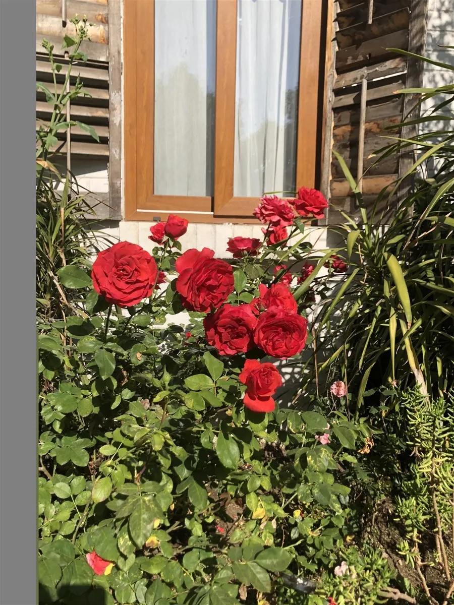 Imagen 3 de 16 de Oportunidad En La Dehesa: Casa Con Amplio Jardín