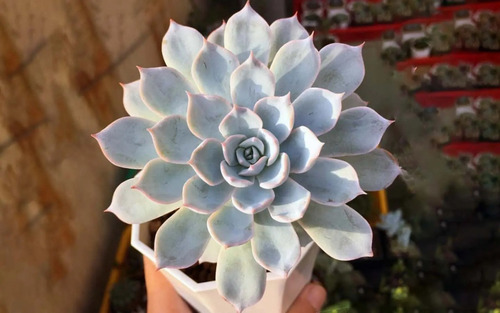 Echeveria Peacockii O Desmetiana Suculenta Mercado Envíos