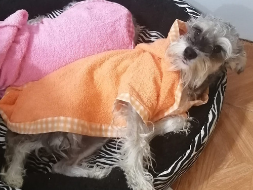Bata De Baño Con Gorro Para Perro T0 Varios Colores Dogmania