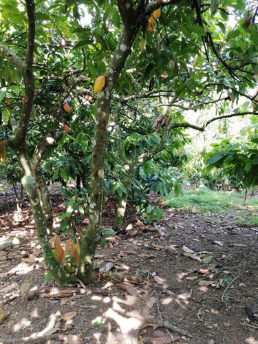 Venta De Finca De Cacao Con 807 Tareas República Dominicana