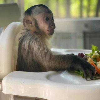 Monos Titi En Adopcion Mercadolibre Com Mx Monos Titi En Adopcion Mercadolibre Com Mx