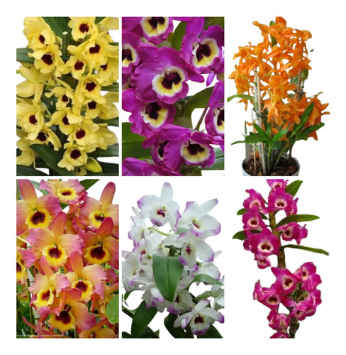 10 Mudas De  Orquidea Dendrobium Promocao Frete Gratis