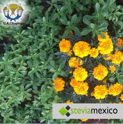 Imagen 10 de 10 de 12 Piezas De Stevia Líquida Gotero De 20 Ml. La Purisima