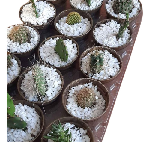 Mini Cactus Bandeja X 15 Unidades Surtidas