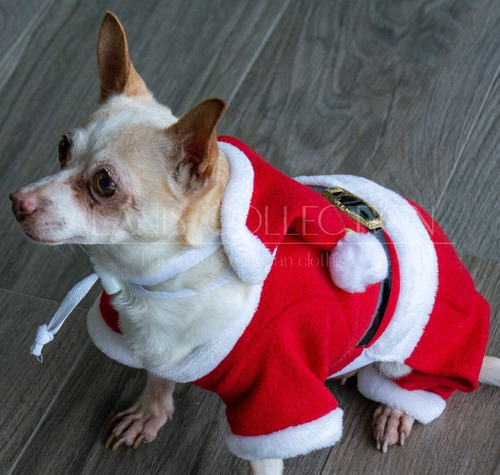 Disfraz Perro Chihuahua Santa Claus | MercadoLibre