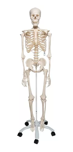 Esqueleto Escala Humana 170 Cms- Modelo Anatómico