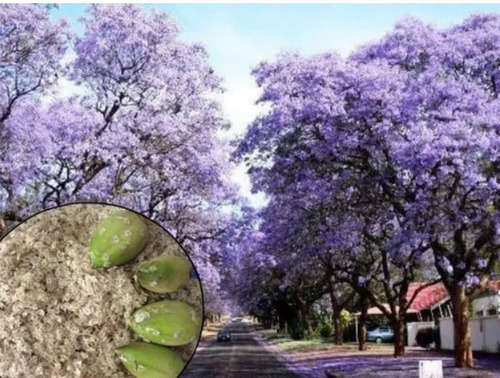 1000 Semillas Arbol Maderable Paulownia Elongata Crecimiento