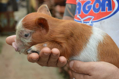 Mini Pig