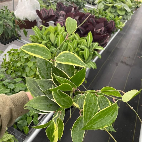 Hoya Macrophylla 4 Pot