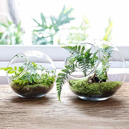 Mkono Plant Terrarium Display Glass Tabletop Succulent Air P