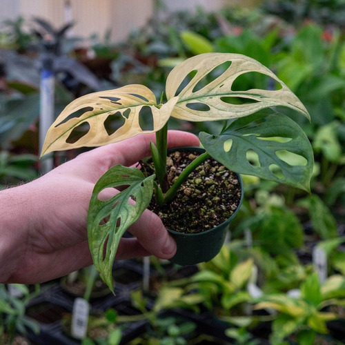 50 Semillas De Monstera Adansonii Variegada + Regalo