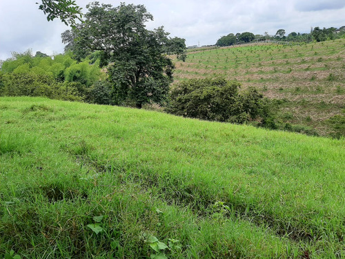 Se Vende Lote Entre Quimbaya - Alcalá 