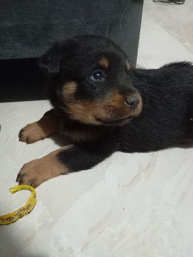 Vende Se Filhotes De Rottweiler Estão Com 48 Dias