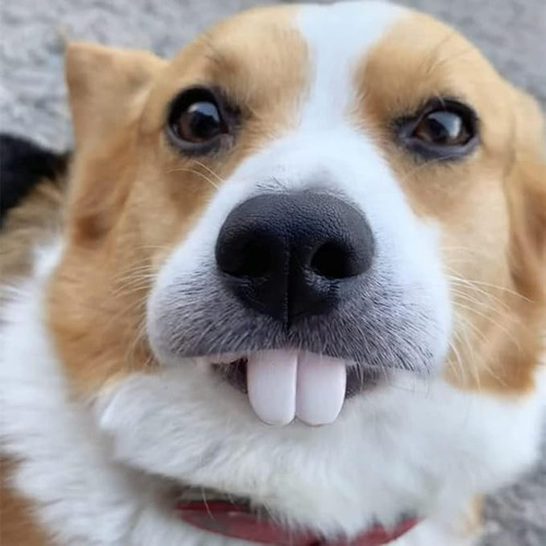 Dientes Postizos Para Perros, Divertidas Dentaduras Postizas
