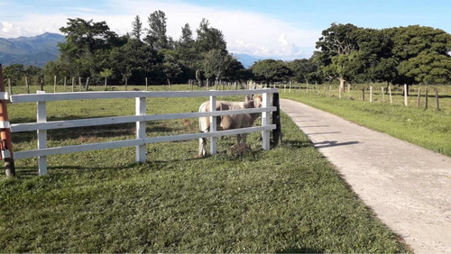 Imagen 7 de 16 de Finca Ganadera Doble Propósito Santo Domingo