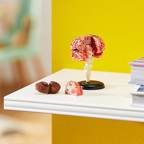 Modelo De Cerebro Educativo Learning Resources