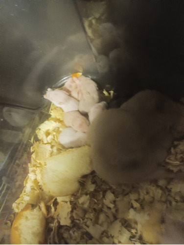 Hamsters 