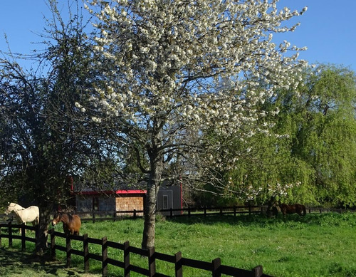 Sitio En Venta En Casma, Frutillar