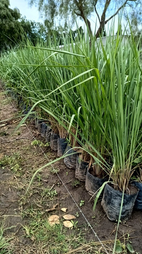 Paspalum Haumanii Graminea Ornamental Cerco Vivo