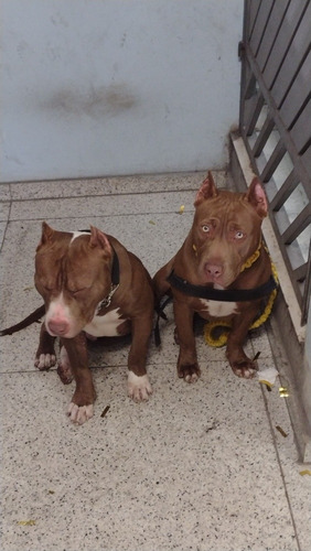 Imagem 3 de 3 de Vende-se Filhotes De Pit Monsters
