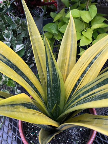 Planta De Sansevieria Golden Flame Amarilla Colección Lengua