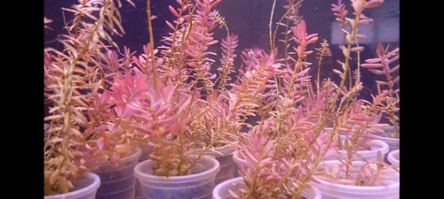 Paquete De 7 Plantas Acuáticas Rojizas Y Su Envío.