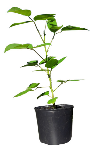 Plantas De Ceibo Rojo (erythrina Crista-galli)