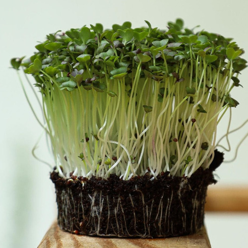 Semillas Para Microgreen Mizuna Verde Ggch Doypack X 1/4 Kg