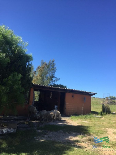 Imagen 7 de 24 de 5 Has Con Casa En Carape A Minutos De P. Edén Y Punta - Zona Rural Zona Rural