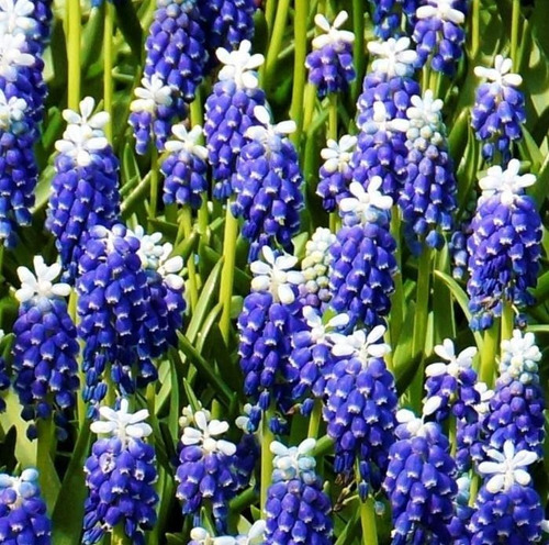 Sementes Flor Jacinto Uva Muscari Cor Variada P/muda E Vasos