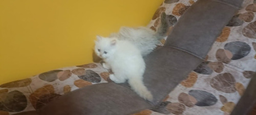 Imagen 1 de 10 de Hermosos Gatitos Persa